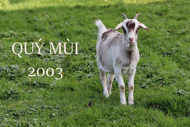Nữ 2003 hợp với tuổi nào? 1